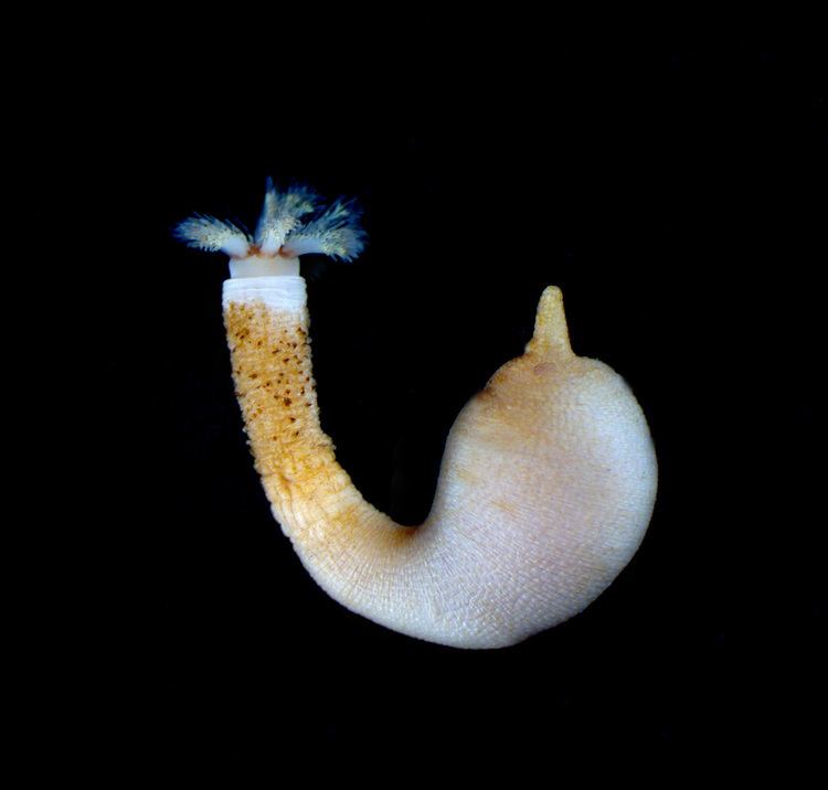 Themiste (worm) sipunculamyspeciesinfositessipunculamyspecies