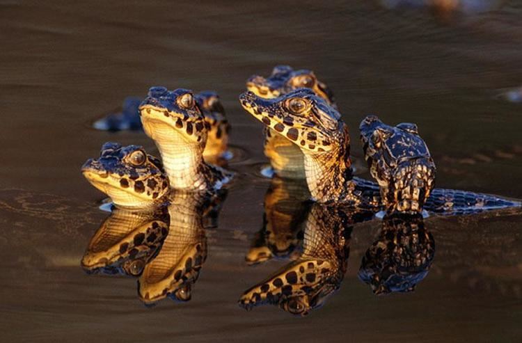 Theo Allofs Young Caiman in lagoon Pantanal Brazil Photo by Theo Allofs NGs