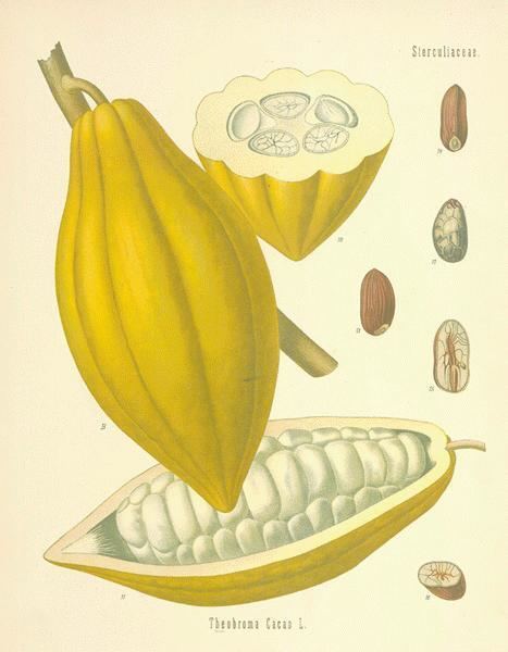 Theobroma A Modern Herbal Cacao