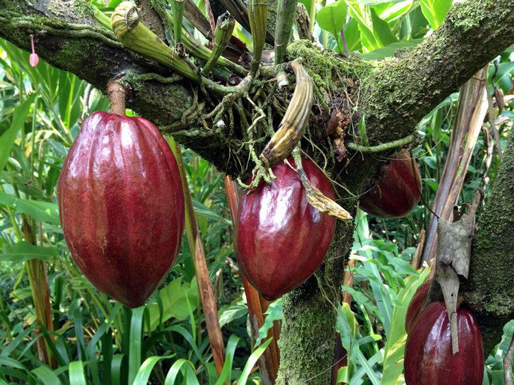 Theobroma Theobroma cacao of the Malvaceae family
