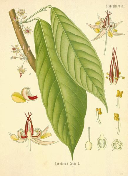 Theobroma cacao botanicalcombotanicalmgmhccacao02ljpg