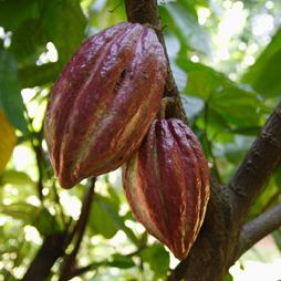 Theobroma cacao SEACRET Cocoa Butter Theobroma Cacao