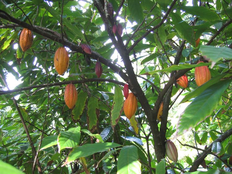 Theobroma cacao Glasshouse Plant Profile Theobroma cacao L Botanics Stories