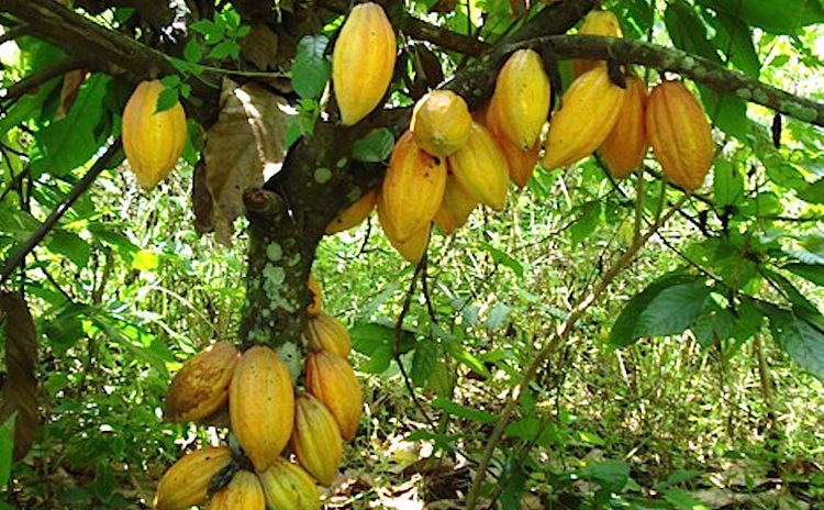 Theobroma cacao Stomata in Theobroma cacao cacao tree dicots PLANT STOMATA