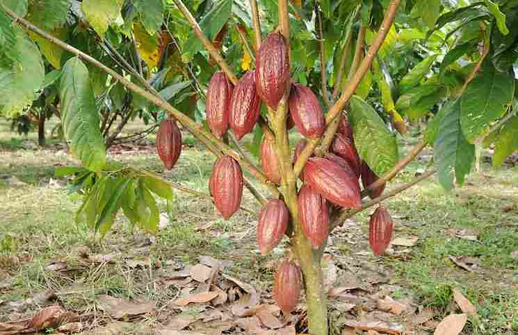 Theobroma cacao Medicinal Uses of Cacao Tree Theobroma Cacao Your Health Remedy