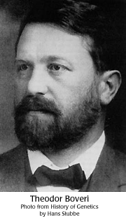 Theodor Boveri Theodor Boveri DNA from the Beginning