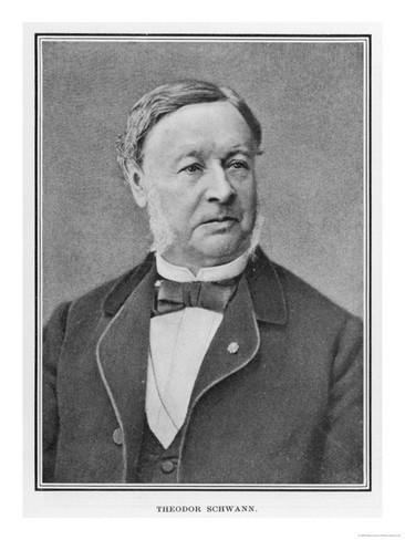 Theodore Schwan Theodor Schwann German Medical Giclee Print AllPosterscouk