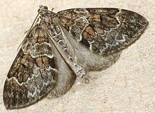 Thera (moth) httpsuploadwikimediaorgwikipediacommonsthu