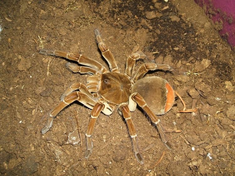 Theraphosa FileTheraphosa stirmijpg Wikimedia Commons