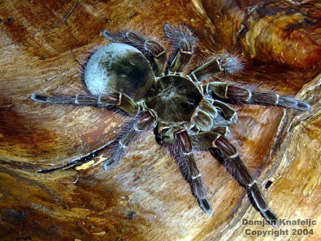 Theraphosa THERAPHOSA BLONDI