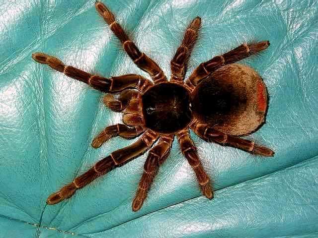 Theraphosa Theraphosa blondi Theraphosids tarantulas of the World Keeping