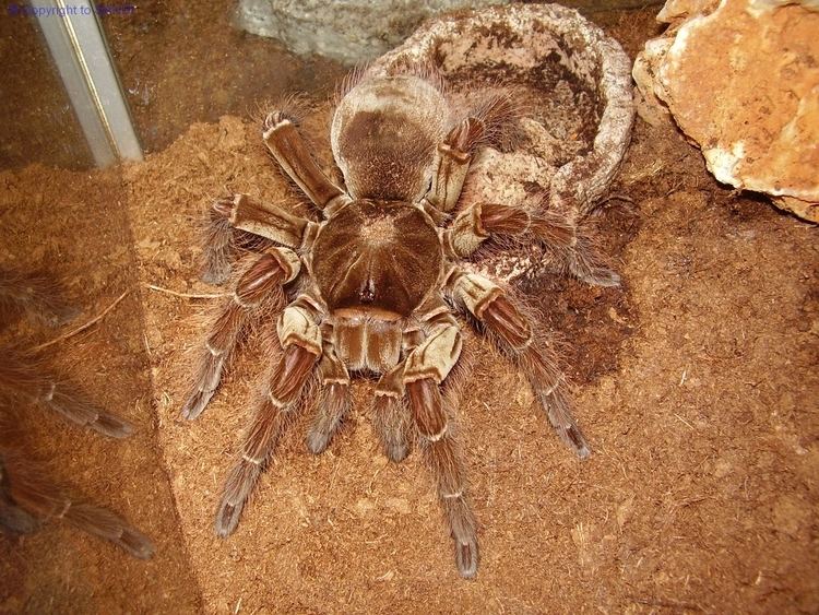 Theraphosa - Alchetron, The Free Social Encyclopedia