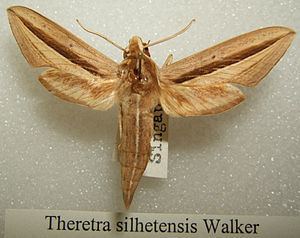 Theretra silhetensis httpsuploadwikimediaorgwikipediacommonsthu