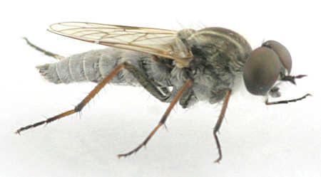 Therevidae Therevidae Ozodiceromyia nanella BugGuideNet