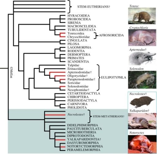 Theria Composite phylogeny of therian mammals illustrating the Openi