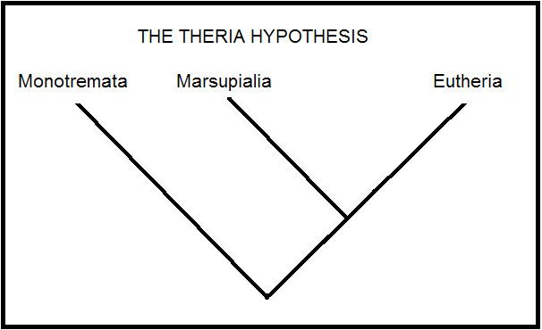 Theria EchidnasUcPhylogenicTree The theria hypothesisdocx