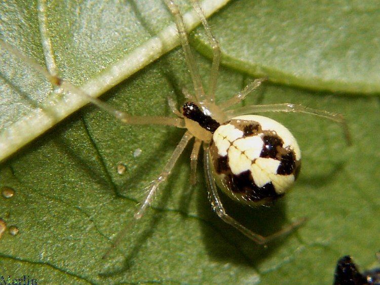 Theridion Spider Theridion sp