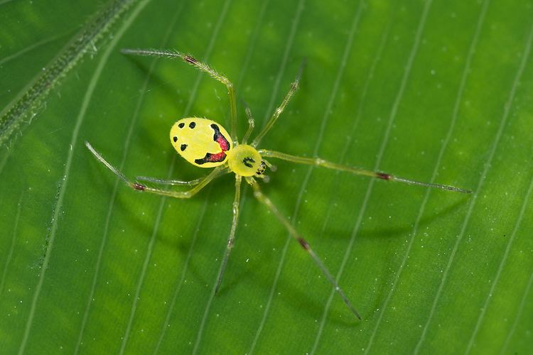 Theridion grallator Happyface Spider Theridion grallator This spider is foun Flickr