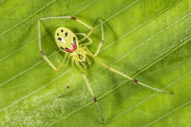 Theridion grallator Happy Face Spider Theridion grallator Thanks to my friend Flickr