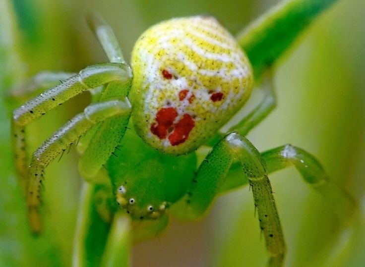 Theridion grallator clown spider Theridion grallator Interesting Facts Pinterest