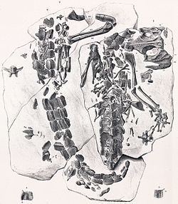 Theriosuchus httpsuploadwikimediaorgwikipediacommonsthu