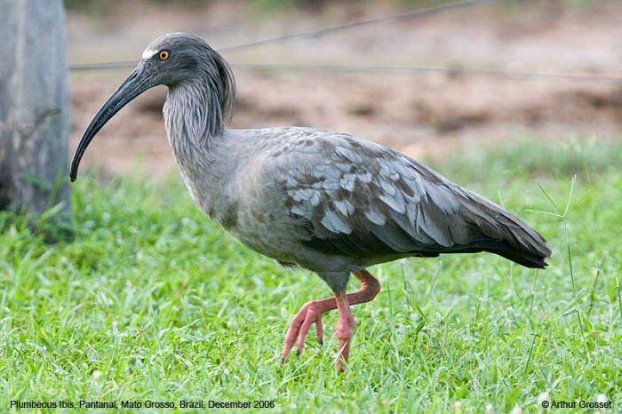 Theristicus Mangoverde World Bird Guide Photo Page Plumbeous Ibis Theristicus