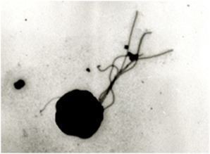 Thermococcus kodakarensis wwwritsumeiacjplifescienceskbiotimanakaimag