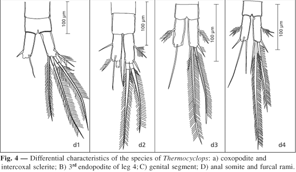 Thermocyclops Taxonomy ecology and geographical distribution of the species of