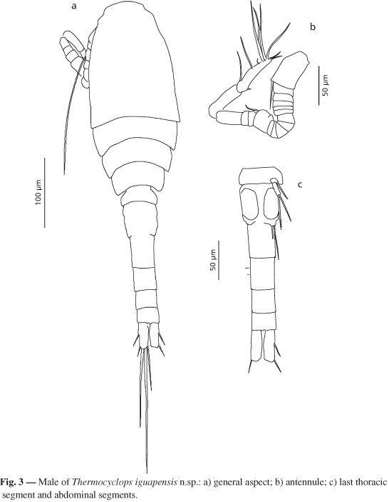 Thermocyclops wwwscielobrimgrevistasbjbv65n326580f3gif