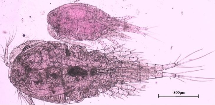 Thermocyclops Thermocyclops crassus Great Lakes Monitoring US EPA