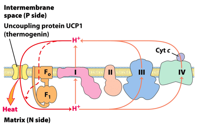 Thermogenin 2 Section 6 ATP Synthesis and ATP Synthase Part 1 at University of