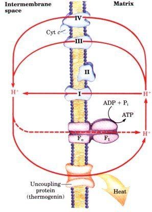 Thermogenin Chapter 18 Oxidative Phosphorylation and Photophosphorylation