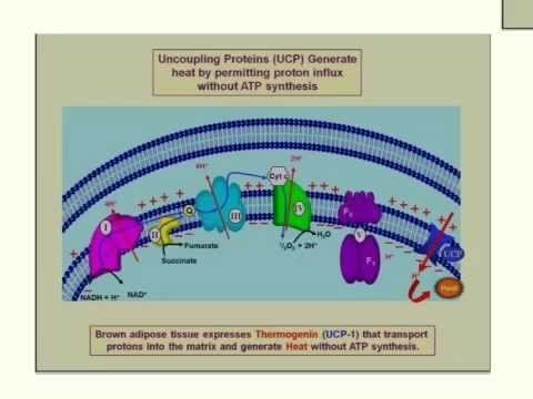 Thermogenin UnCoupling Protein Thermogenin Heat ProductionETC Poisons YouTube
