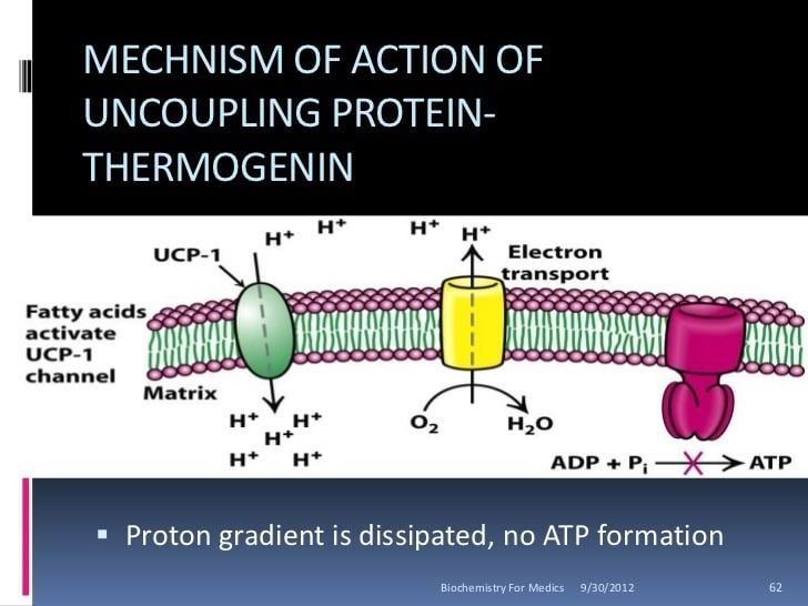 Thermogenin Biological oxidation and oxidative phosphorylation