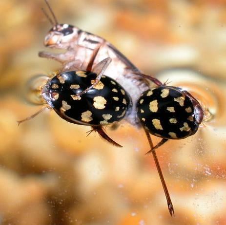 Thermonectus marmoratus Thermonectus marmoratus Sunburst diving beetle