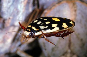 Thermonectus marmoratus Thermonectus marmoratus Spotted Diving Beetle also called sunburst
