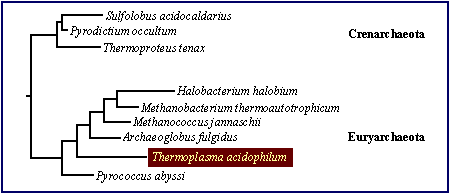 Thermoplasma acidophilum Thermoplasma acidophilum MicrobeWiki