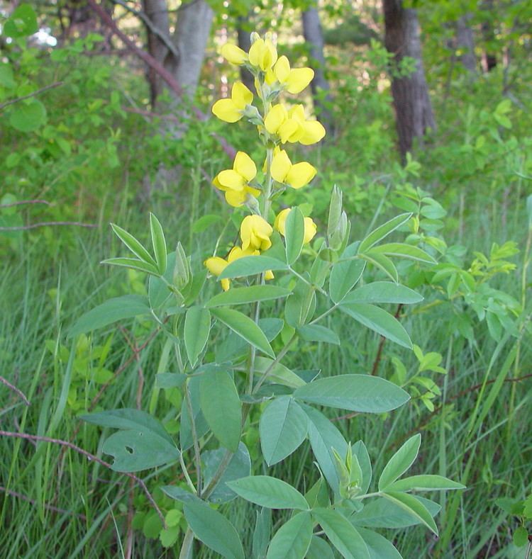 Thermopsis Thermopsis villosa Blue Ridge false lupine Go Botany