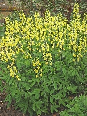 Thermopsis THERMOPSIS