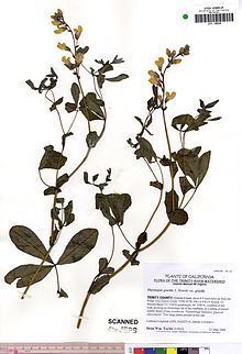 Thermopsis gracilis httpsuploadwikimediaorgwikipediacommonsthu