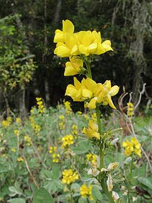 Thermopsis macrophylla httpsuploadwikimediaorgwikipediacommonsthu