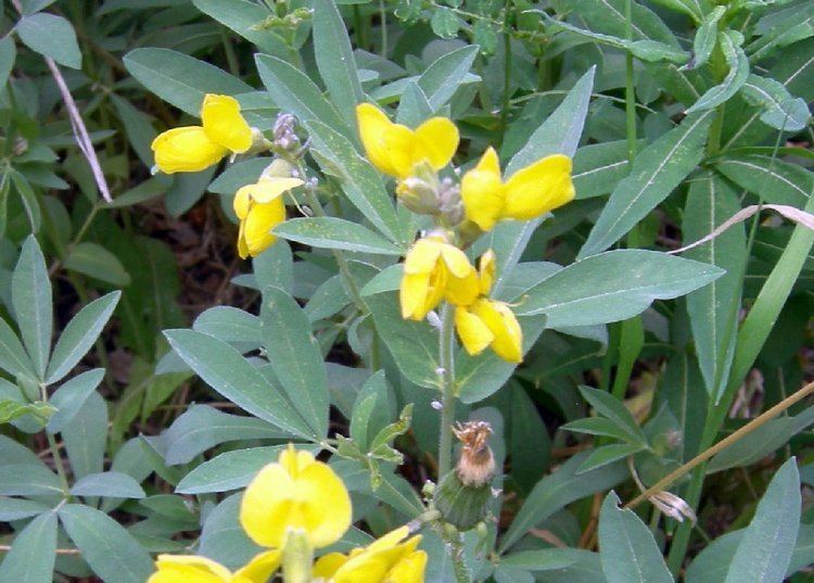 Thermopsis montana Thermopsis montana Raising ButterfliesHow to find and care for