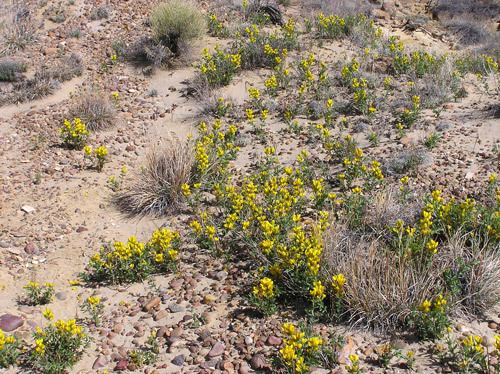 Thermopsis rhombifolia Southwest Colorado Wildflowers Thermopsis rhombifolia