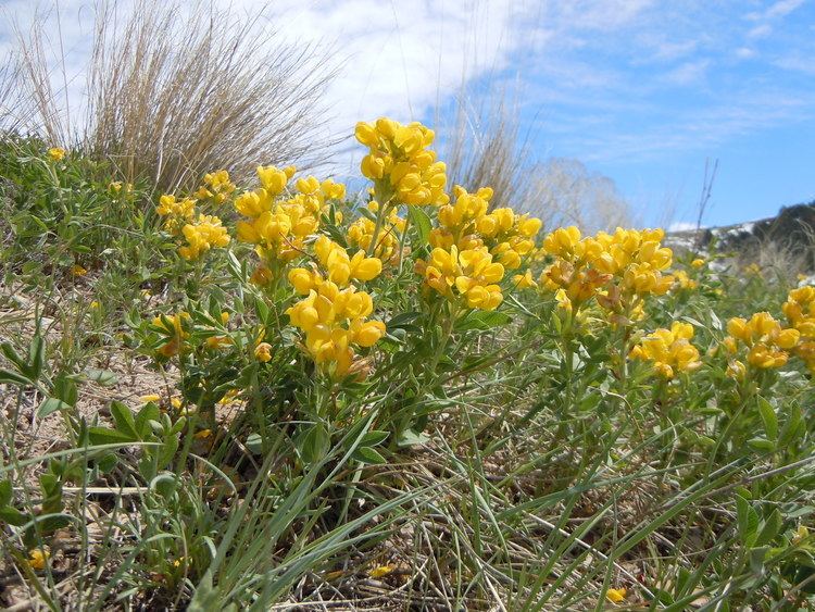 Thermopsis rhombifolia FileThermopsis rhombifolia 1jpg Wikimedia Commons