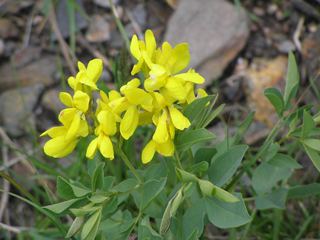 Thermopsis rhombifolia Thermopsis rhombifolia Prairie thermopsis NPIN