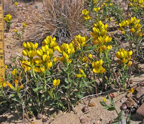 Thermopsis rhombifolia Southwest Colorado Wildflowers Thermopsis rhombifolia