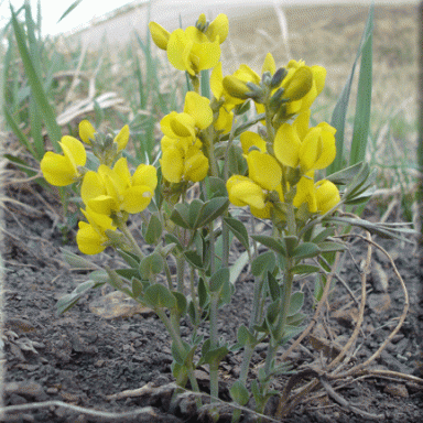 Thermopsis rhombifolia wwwwildaboutflowerscacmsAdminuploadsPlantgif