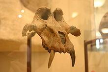 Theropithecus brumpti httpsuploadwikimediaorgwikipediacommonsthu