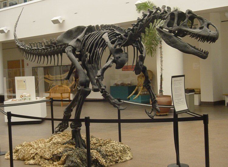 Theropod paleopathology