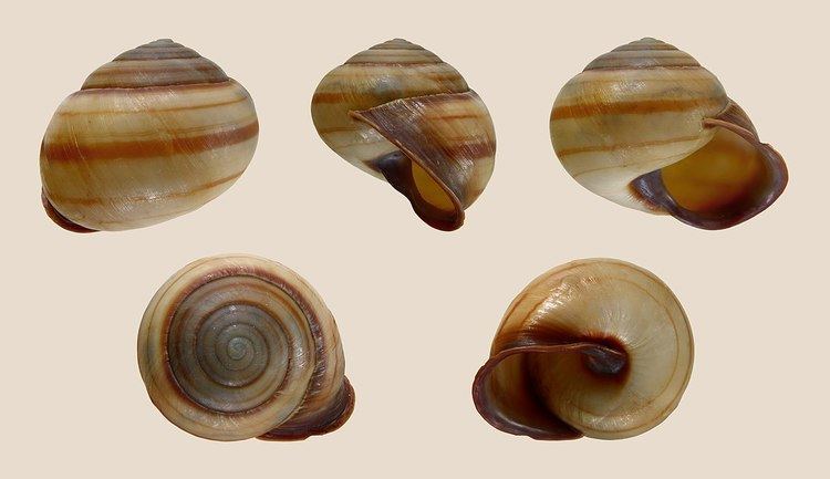 Thersites (gastropod)